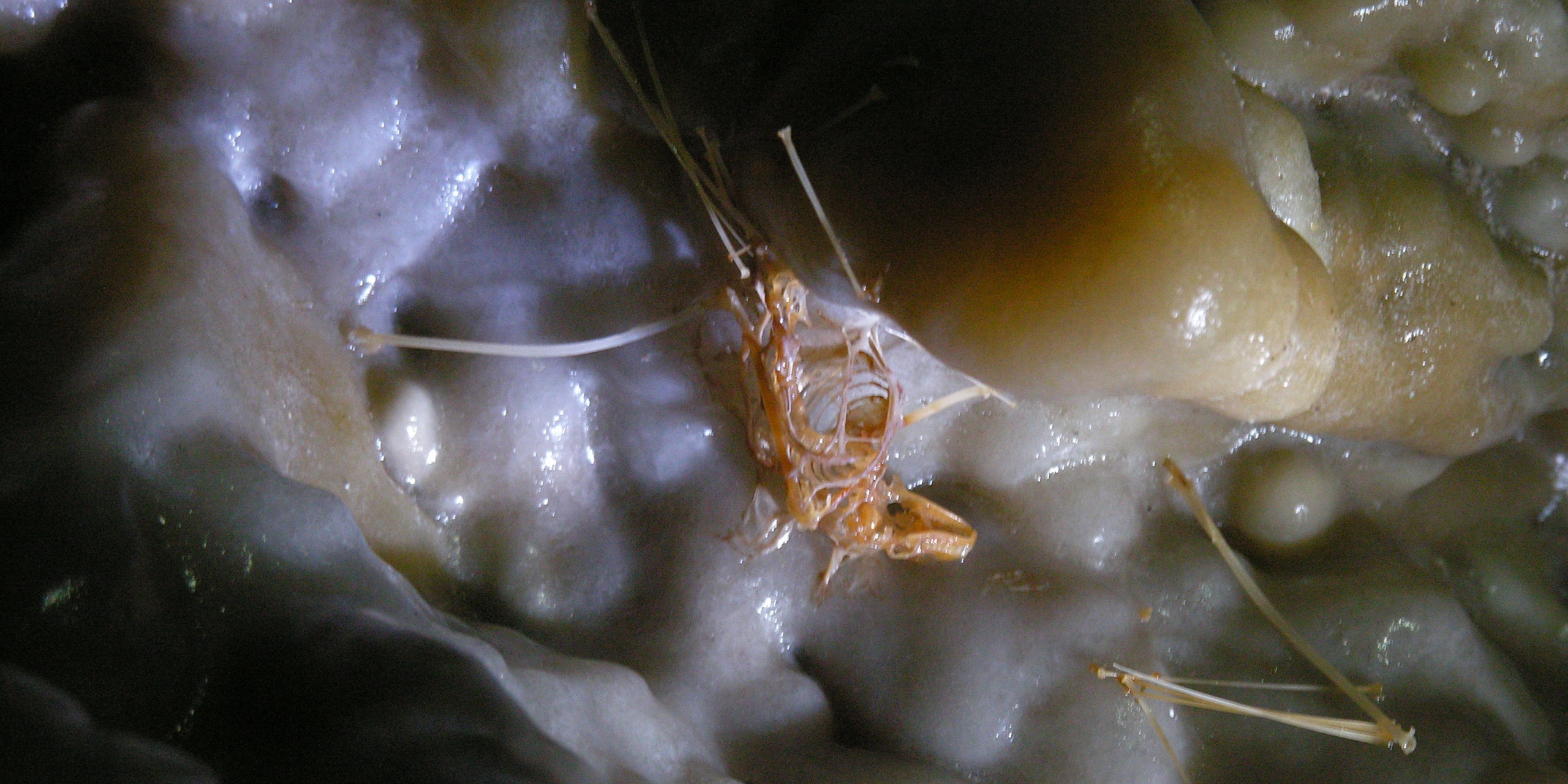 pipistrello calcificato noah